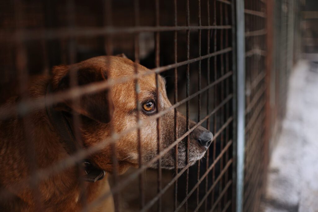 Animal-shelter (1)