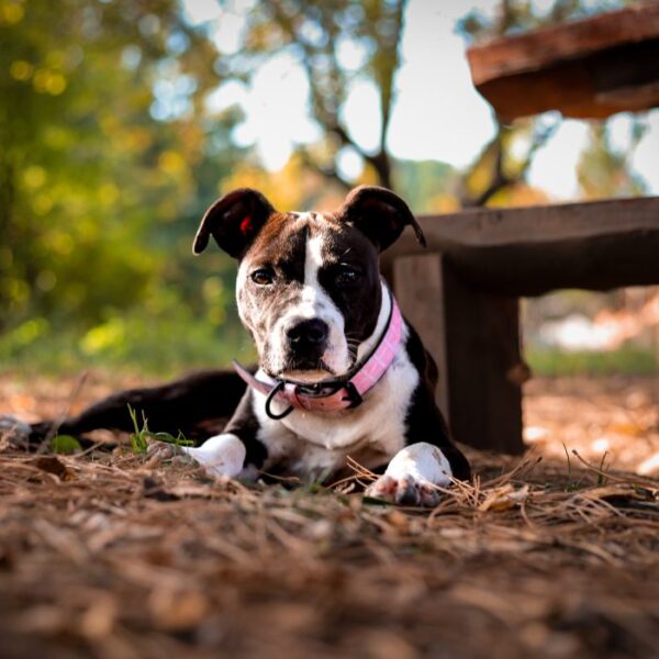 dog1-600x600